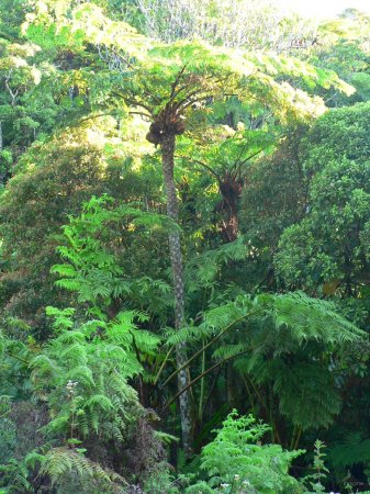 84- Grande fougere arborescente 